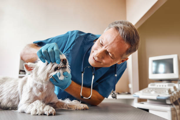 Best Emergency Root Canal Therapy in Richmond, CA